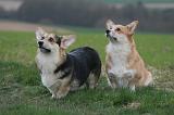 CORGI PEMBROKE 1374